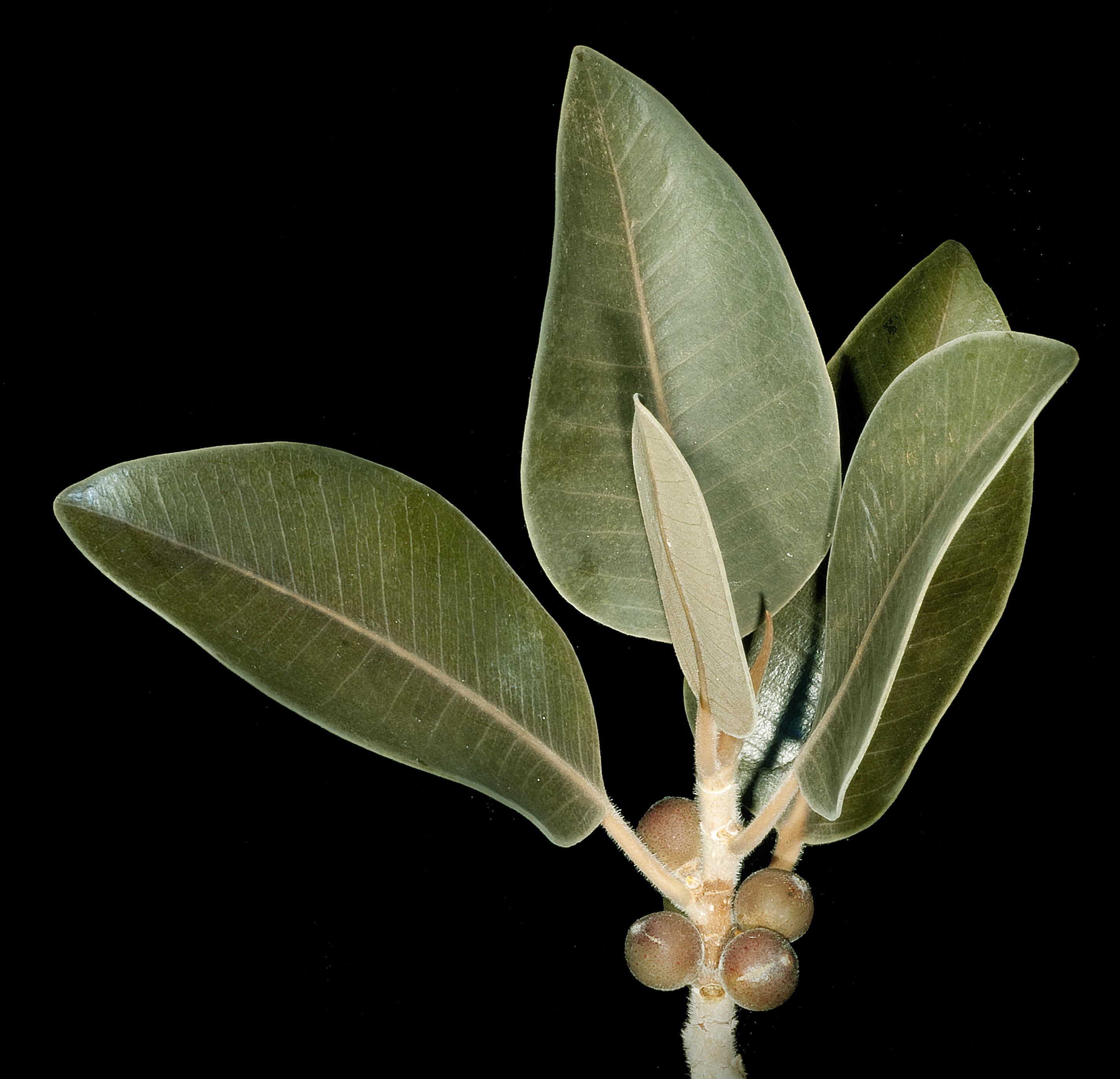 Rock fig - CAT-00147-B-Ficus-platypoda.jpg