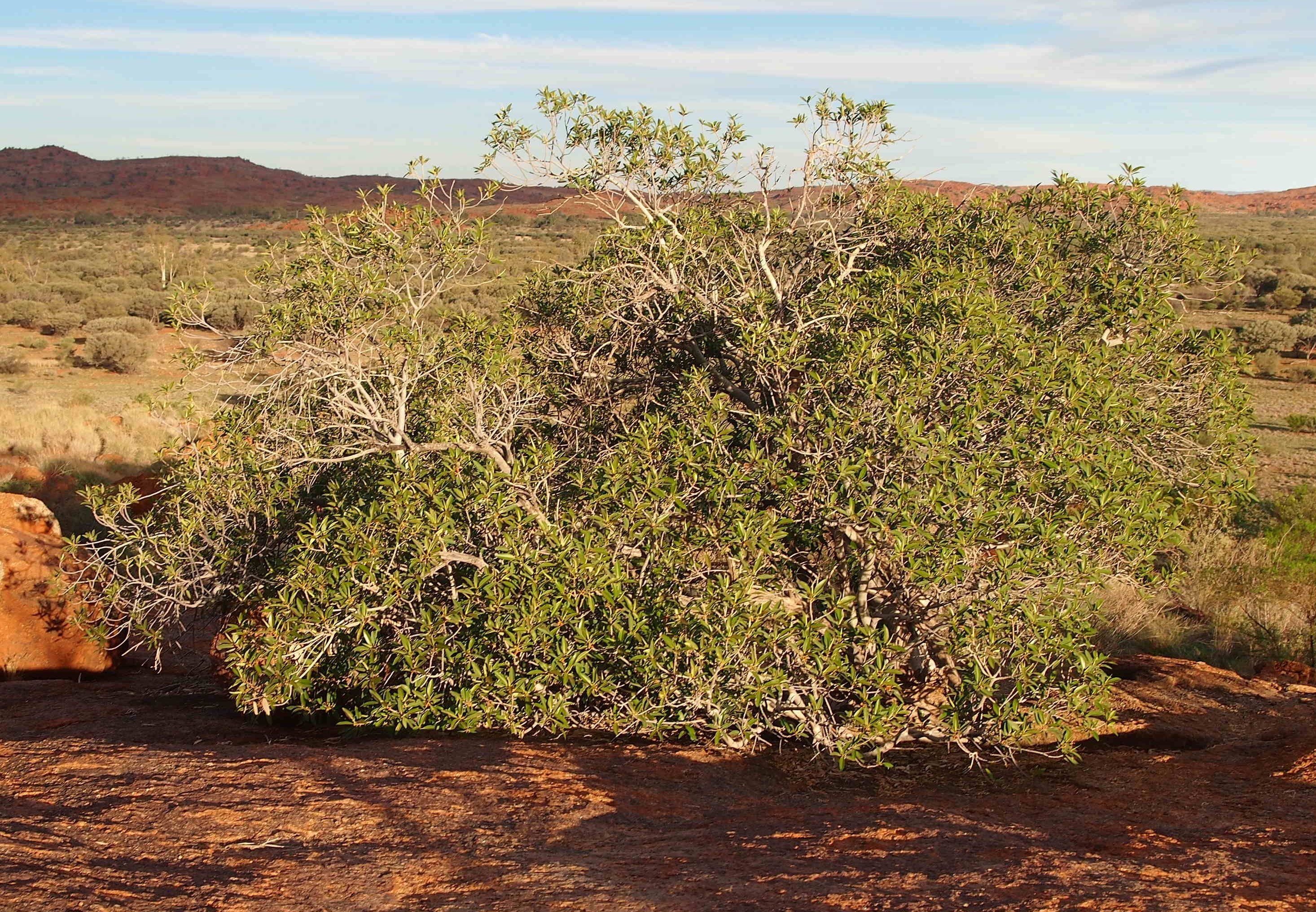 Rock fig - CAT-00147-C-Ficus-platypoda.jpg