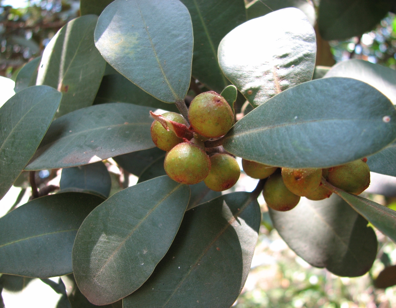 Rock fig - CAT-00147-F-Ficus-platypoda.jpg