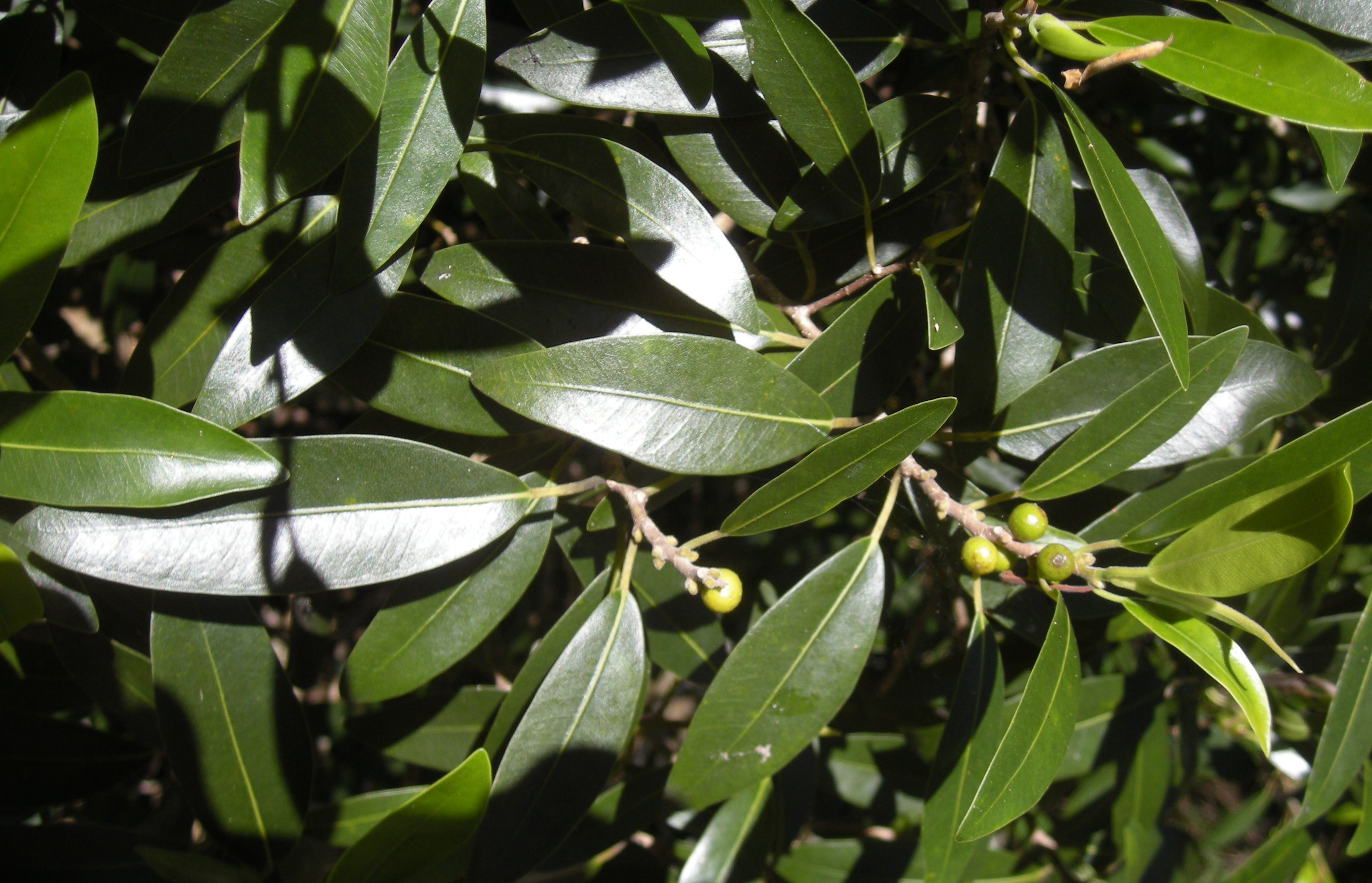 Rock fig - CAT-00147-Ficus-platypoda-05.jpg