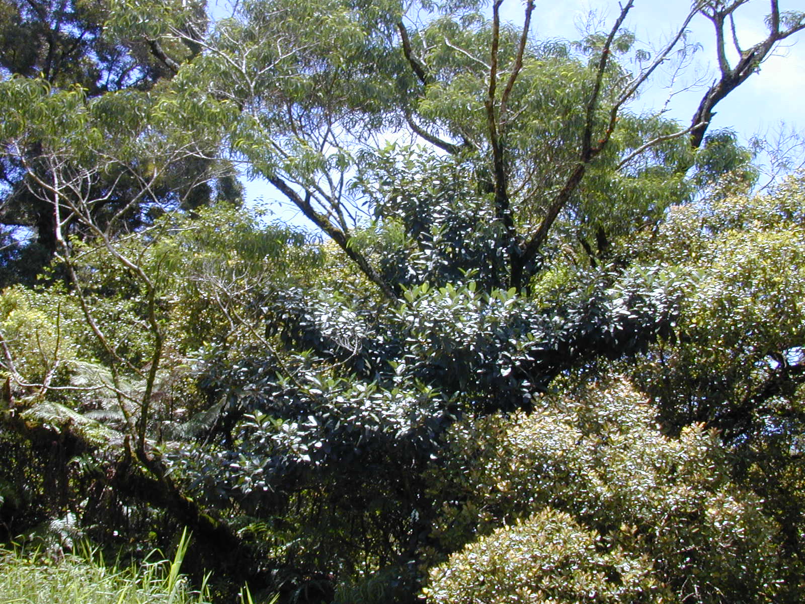 Rock fig - CAT-00147-Ficus-platypoda-06.jpg