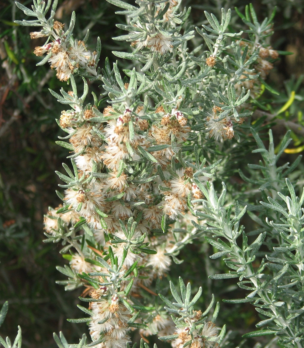 Wild rosemary main photo