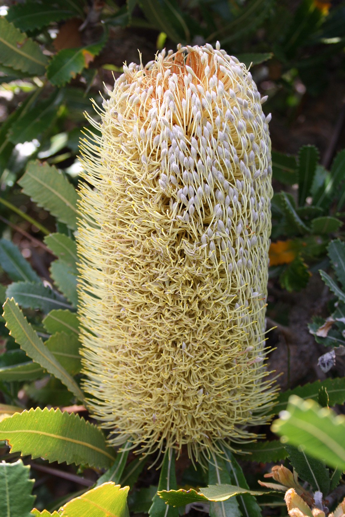 Old man banksia main photo